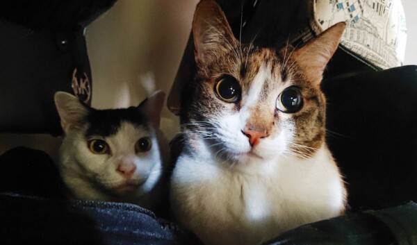 リピートの３にゃん☆