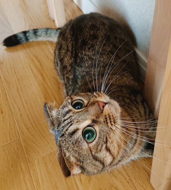 好きなものアレコレたみこちゃん☆