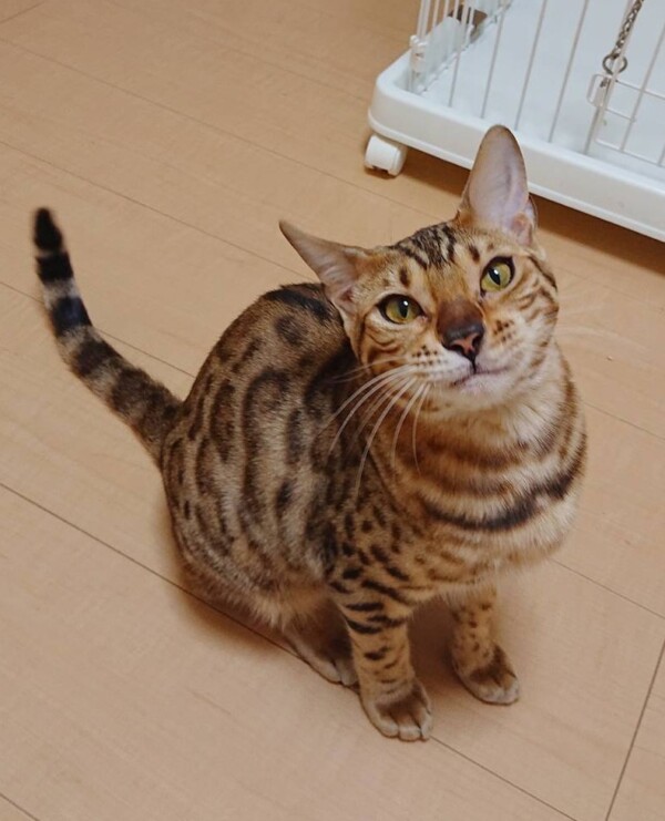 ベンガルのササミちゃん☆