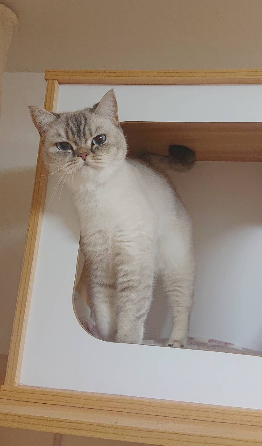 リピートこるくちゃん☆