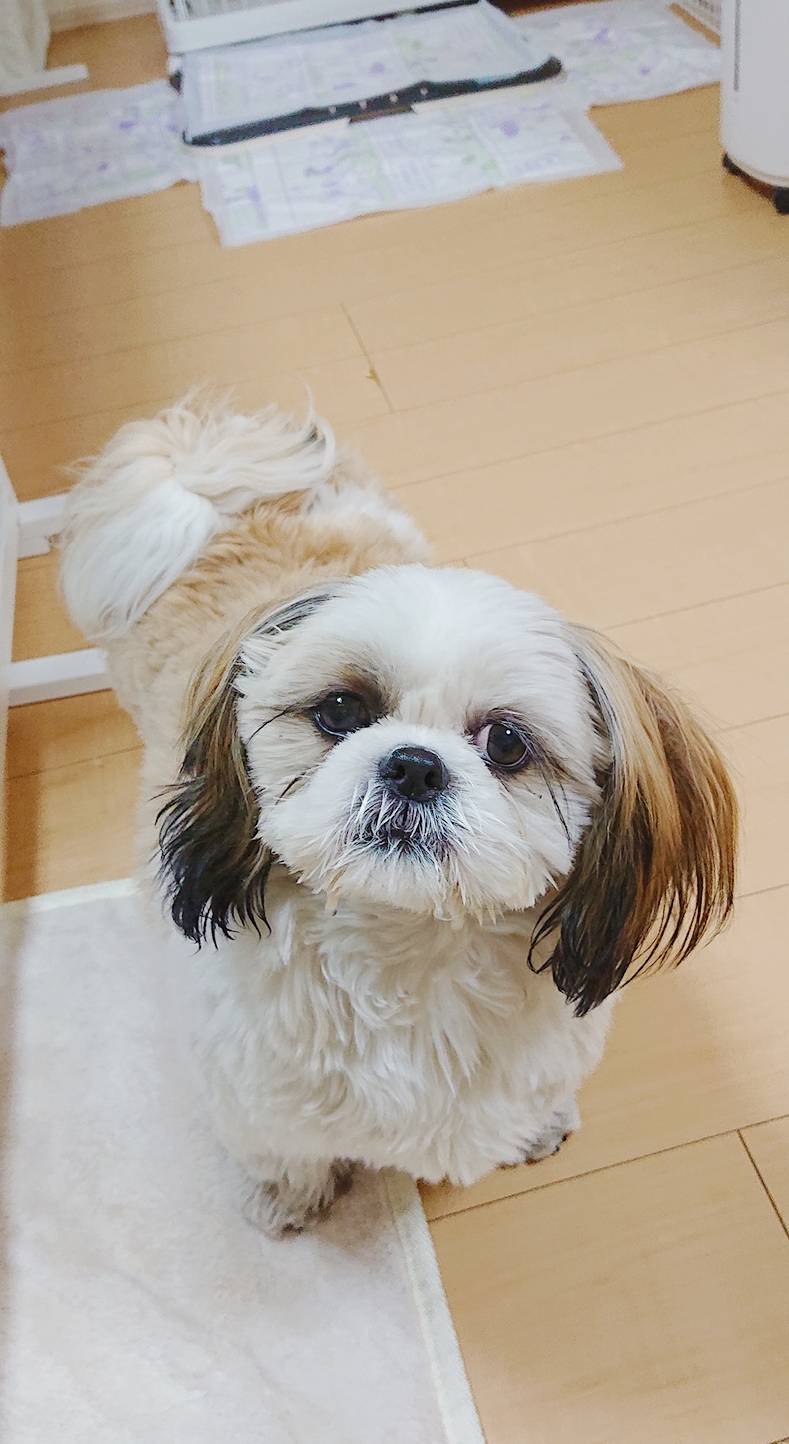 シーズーのズーシィちゃん☆