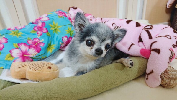 もう１回ショコラ君☆