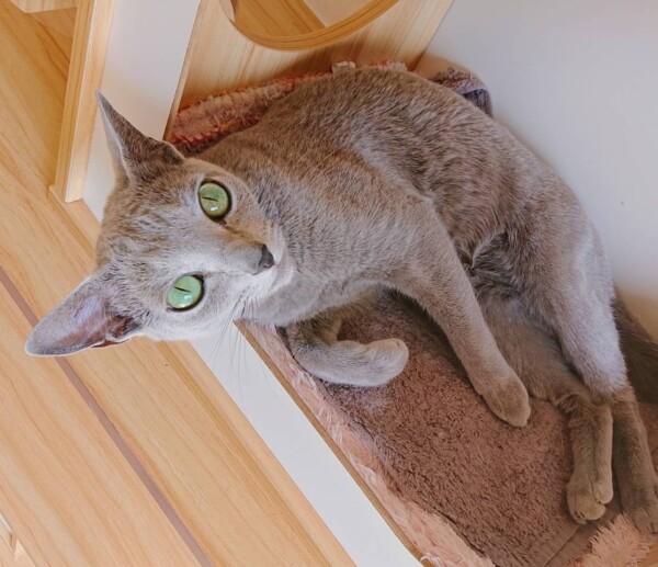 ロシアンブルーのミロ君☆