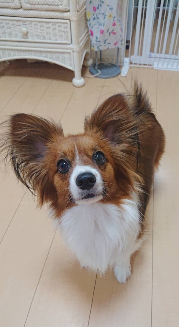 パピコーのエメちゃん☆