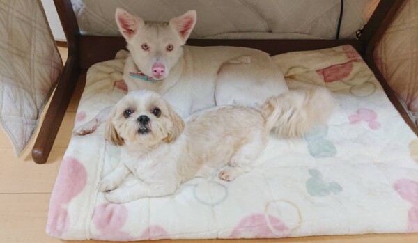 ワンコ大丈夫マロンちゃん・ももちゃん☆