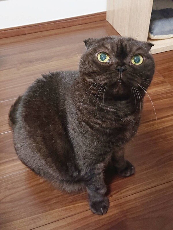 甘えん坊モードのクロ君☆