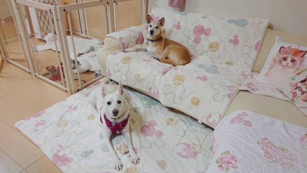 変わらないコメ君・ムギちゃん☆