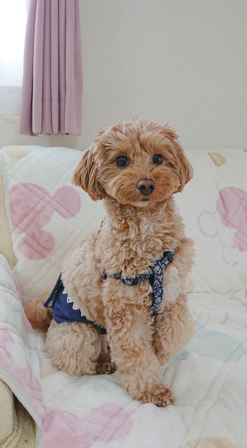 マルプーちゃまめ君☆