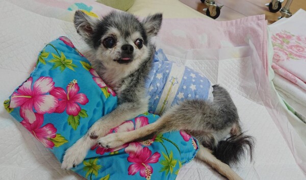 本番ショコラ君☆