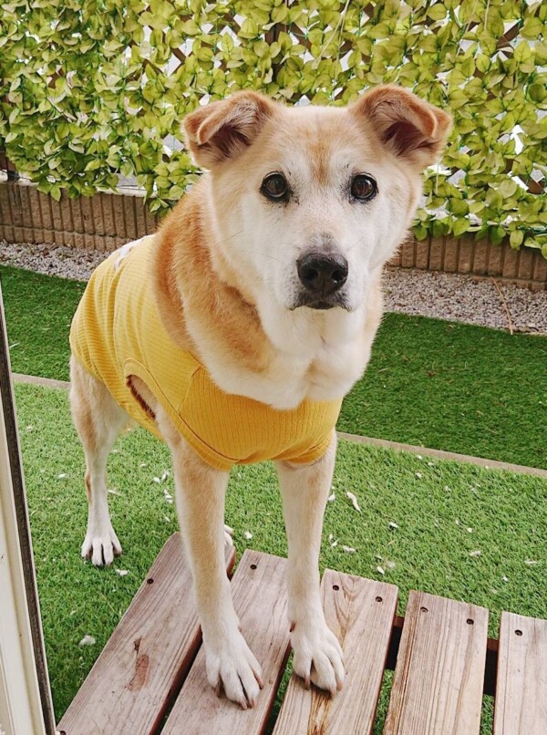 トイプー達と日和ちゃん☆