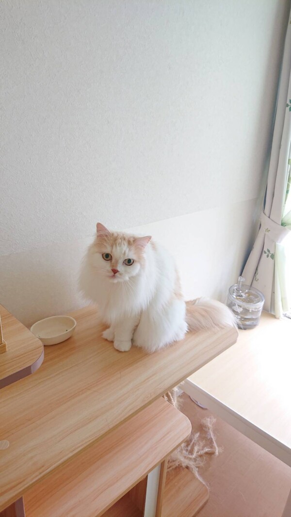 モモ君VSシッターSHIORI☆