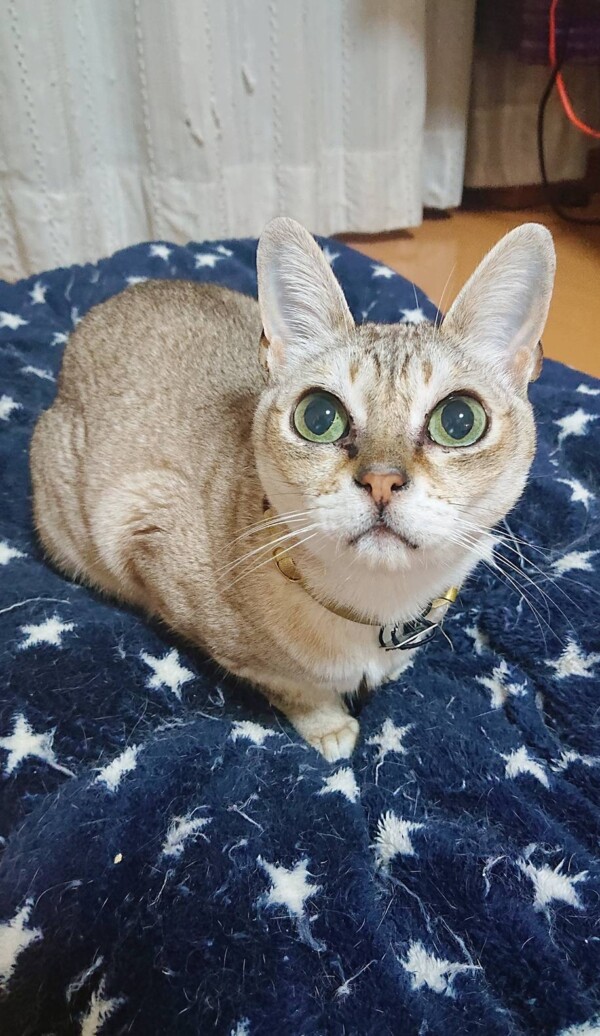 ちゃたろ君・こたろ君☆