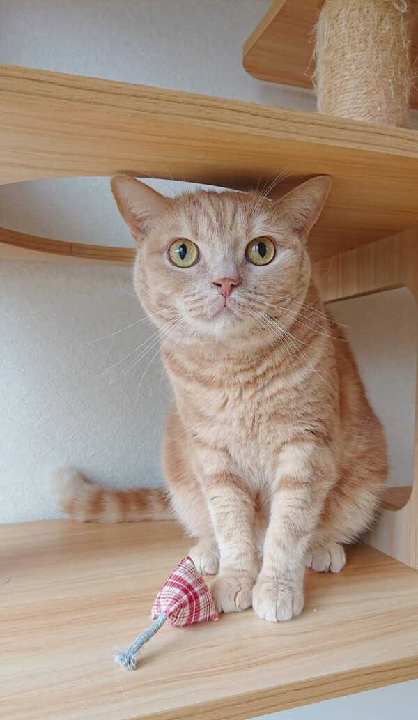 ９日間の茶々丸君☆