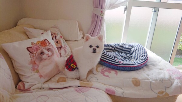 ポメラニアンのポメ君☆