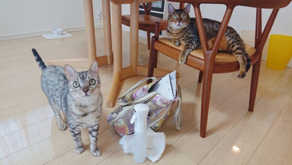 GWメルちゃん・ロゼ君☆