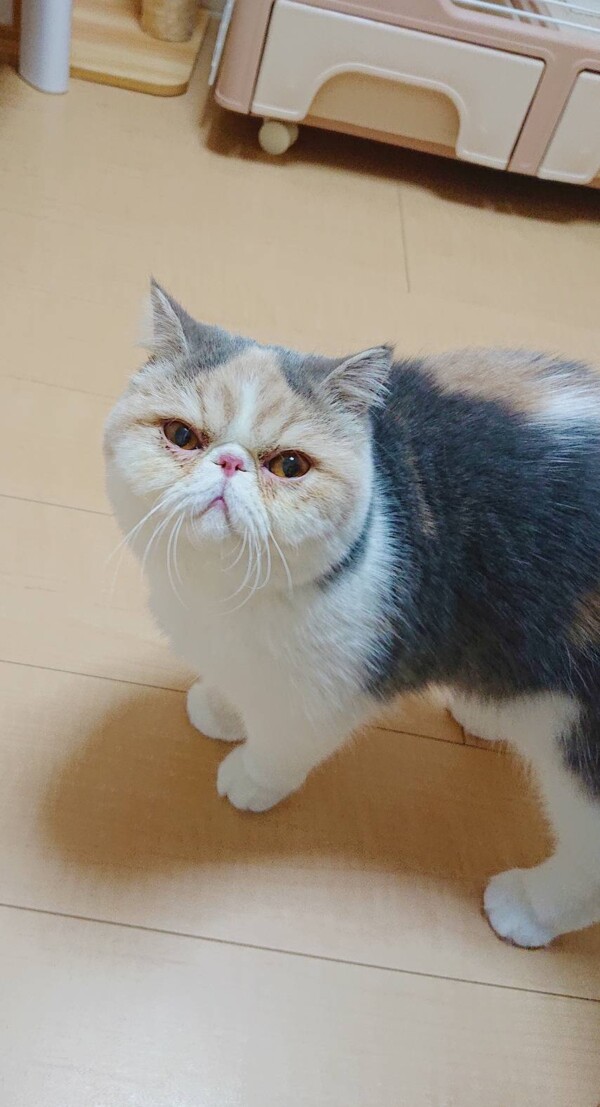 エキゾチックＳモンブランちゃん☆