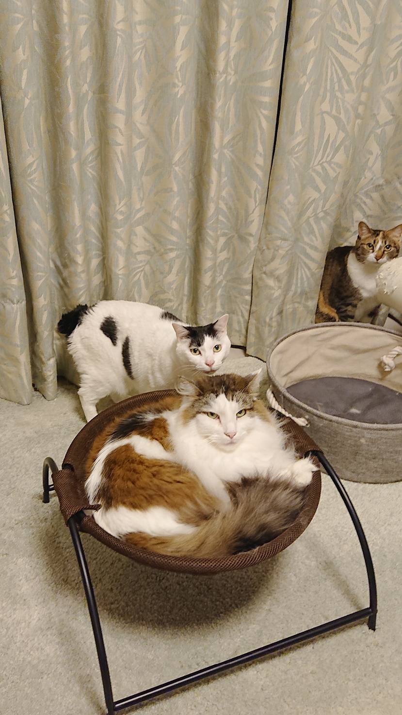 仲良くなってきたミト君テトちゃんファーちゃん☆