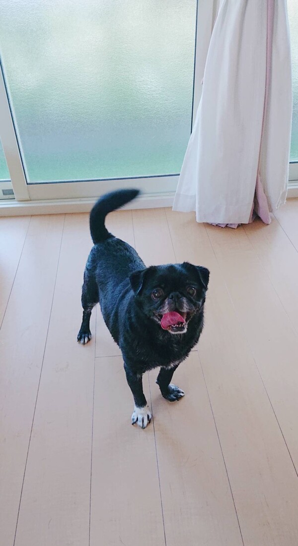 お腹を壊したはなちゃん☆