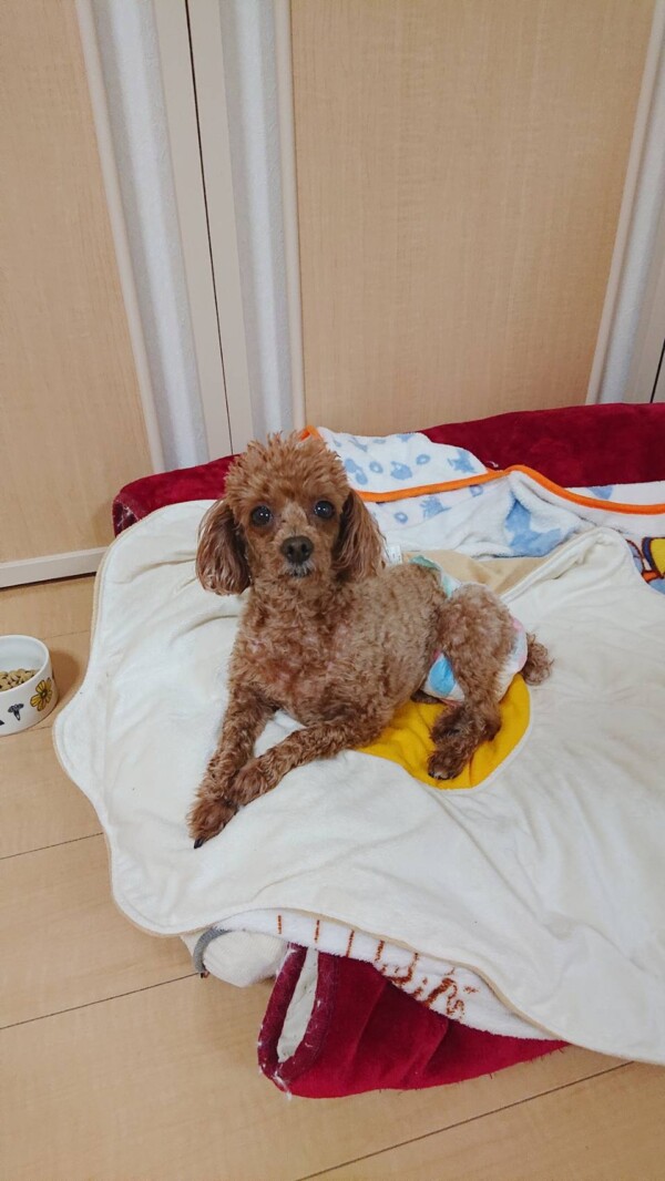 リピートのモルトちゃん☆（ハーネスでお散歩している方必見）