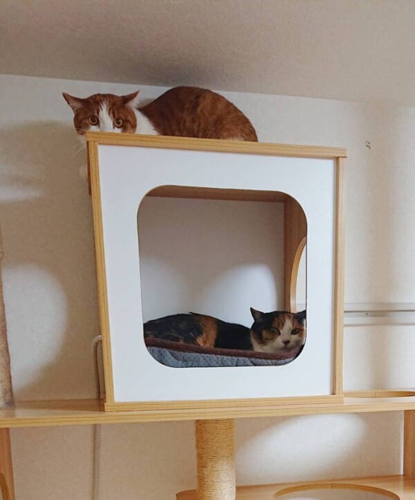 兄妹猫のミィちゃん＆チャイ君☆