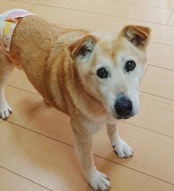 ８日間日和ちゃん☆