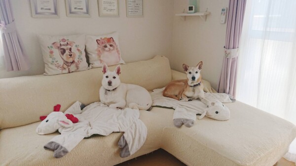 犬部屋貸切４日間コメ君・ムギちゃん☆