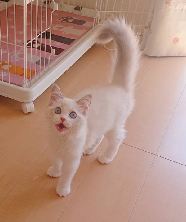 ラグドールましこちゃん☆