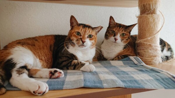 ９日間セサミちゃん・クーちゃん☆