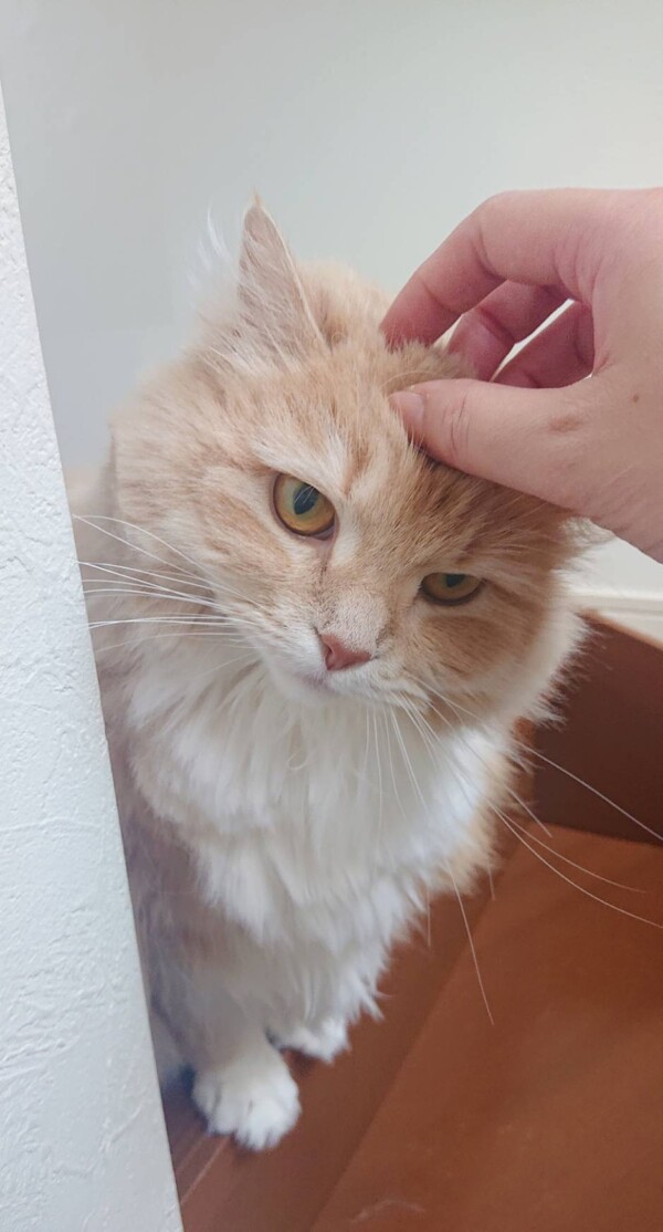 猫が変わったような土筆ちゃん☆