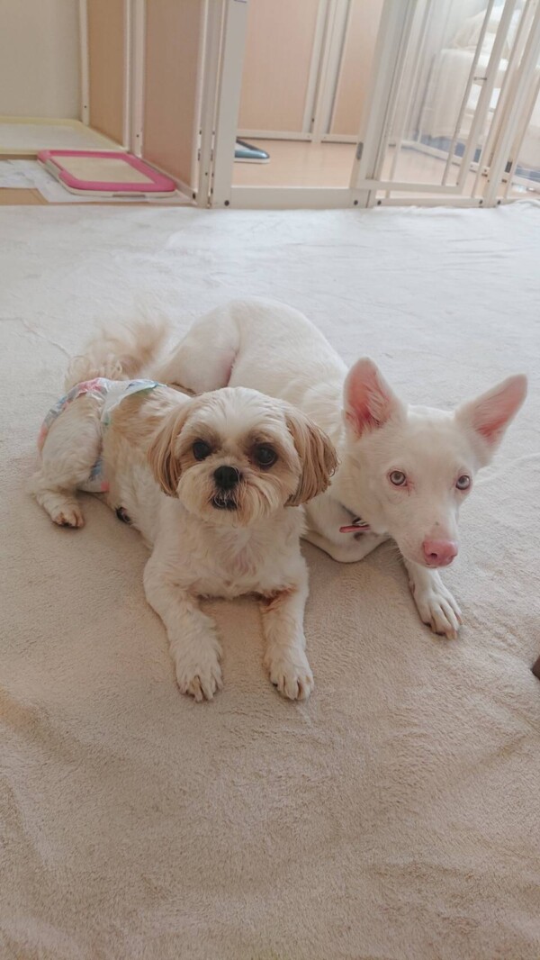 仲良しマロンちゃん・ももちゃん☆