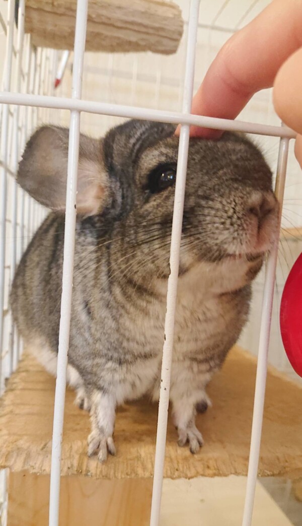 ナデナデモグモグのコロンちゃん☆