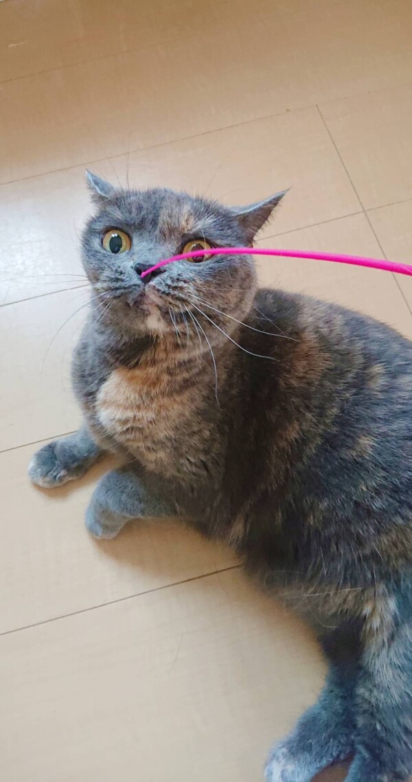 ６日間グルーシェニカちゃん☆