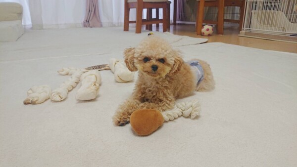 今月３回目セナ君☆