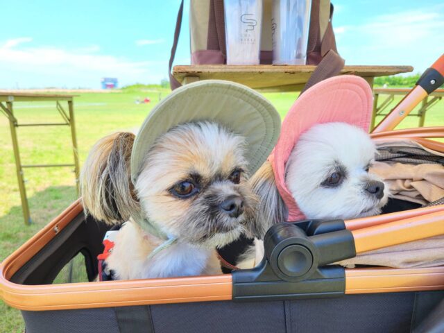 よろしくお願いします☺️