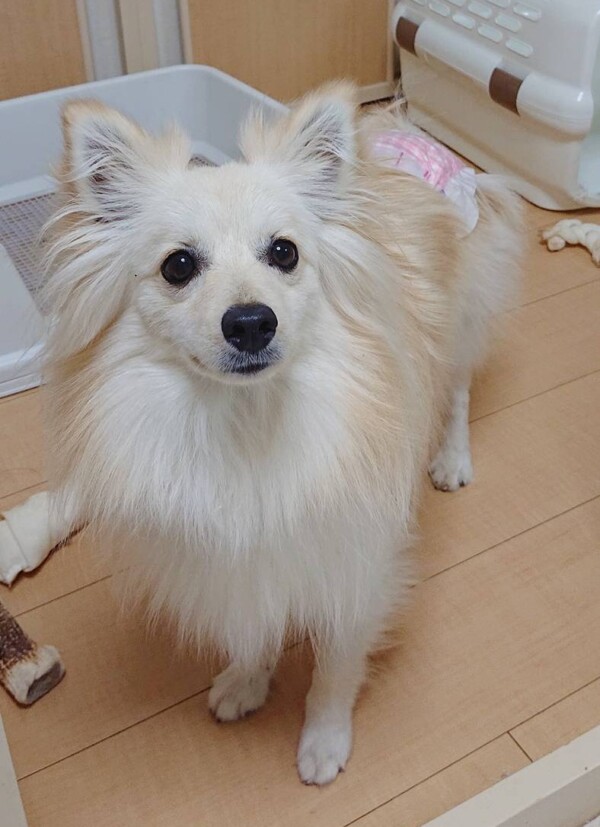 リピートのツナちゃん☆