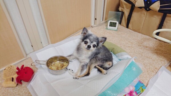 ３日間ショコラ君☆