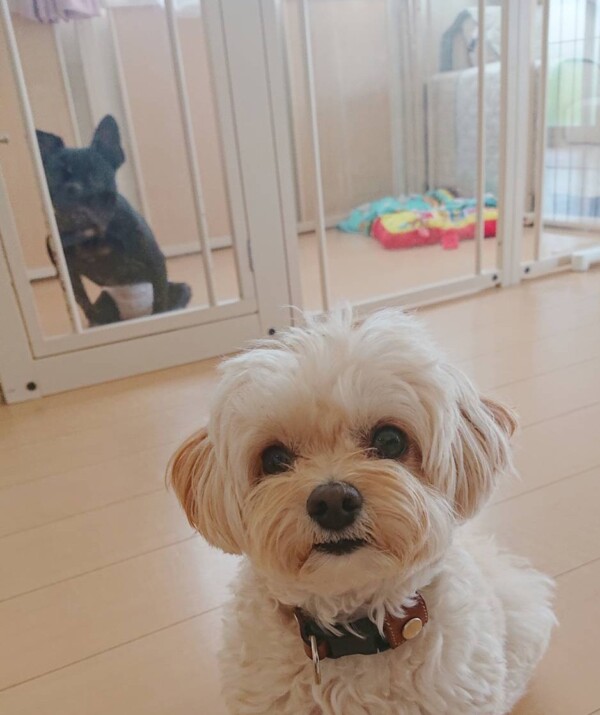 ３日間やまと君＆日帰りリアム君☆