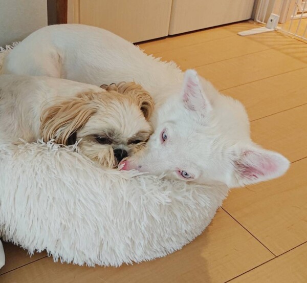 ４日後のマロンちゃん・ももちゃん☆