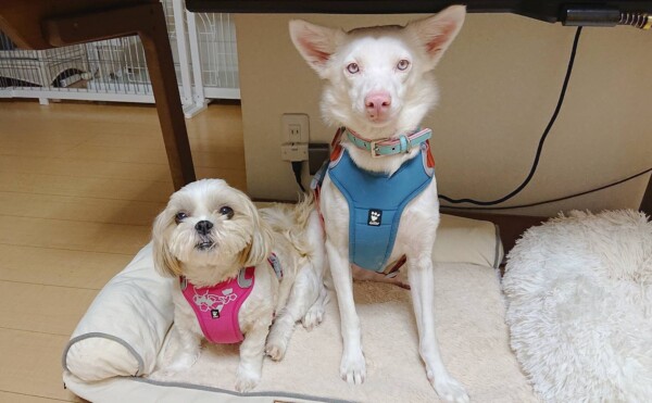 すっかり常連のマロンちゃん・ももちゃん☆