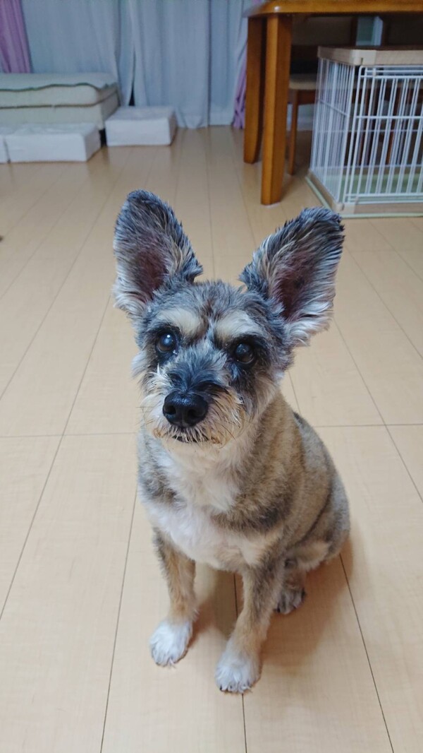 MIXらんちゃん☆