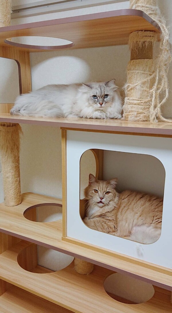 サイベリアンのイロ君・メグちゃん☆