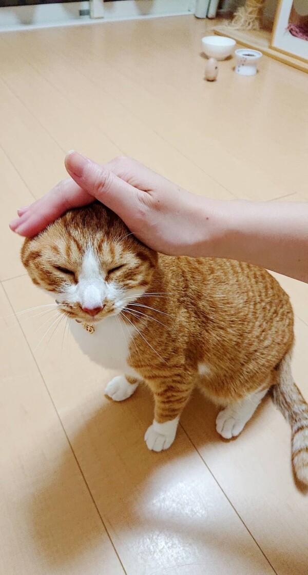 茶トラ白ちくわ君☆