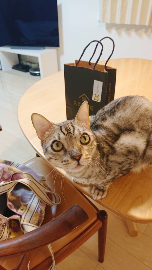 いつも通りメルちゃん・ロゼ君☆