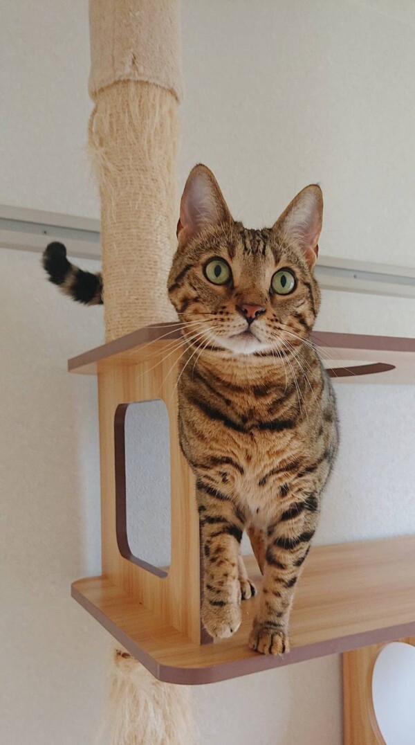 ご協力があって翔太君☆