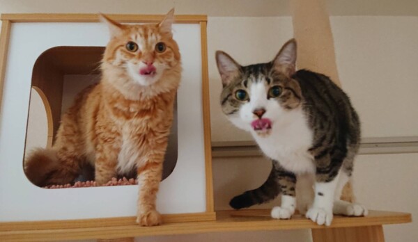 仲良しオヤツのラクサ君・スクー君☆