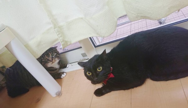 日本猫のジジ君・ココちゃん☆