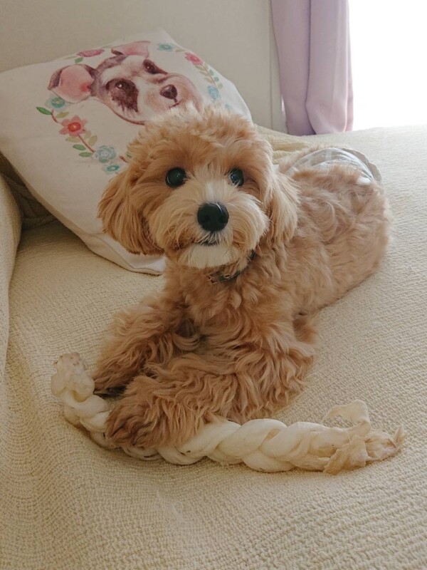 マルプーのピン君☆