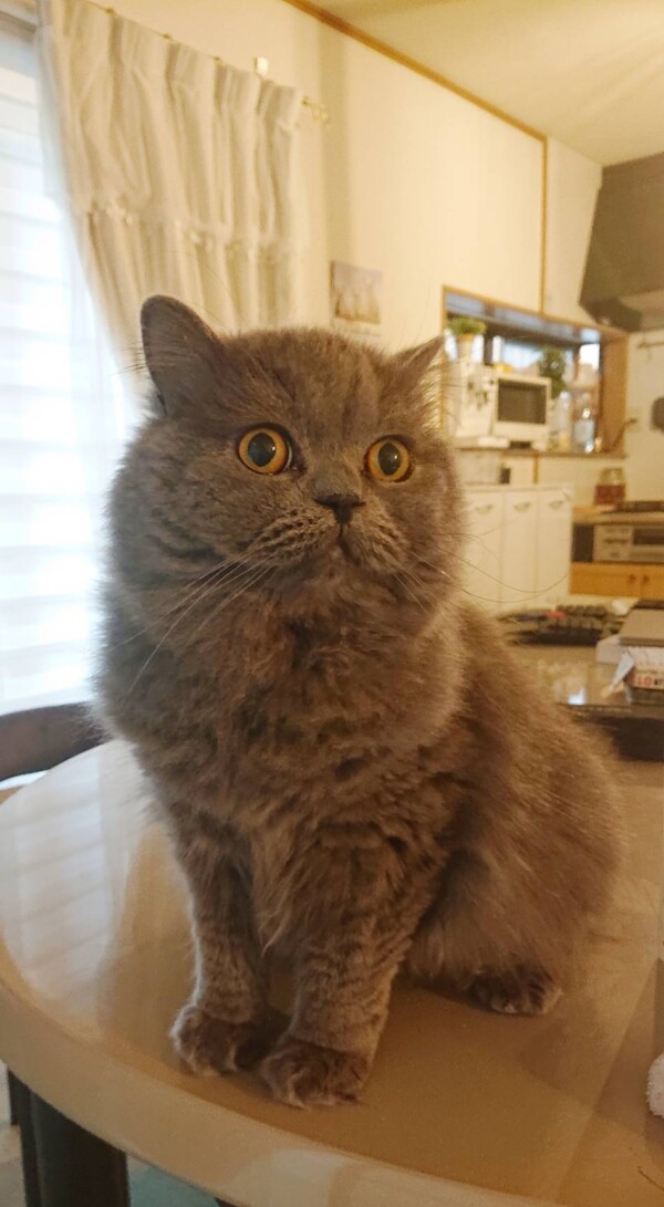 多種多様な４ニャン☆