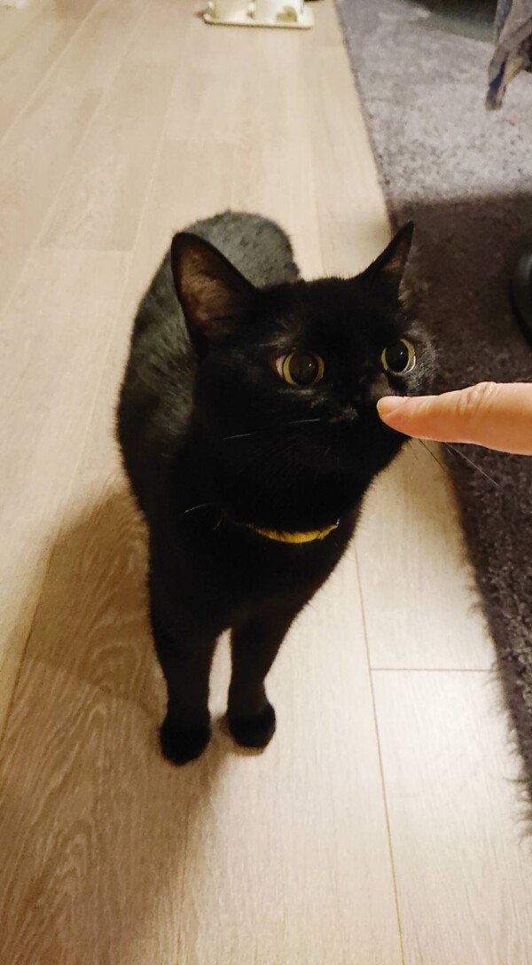 ツンデレめいちゃん☆