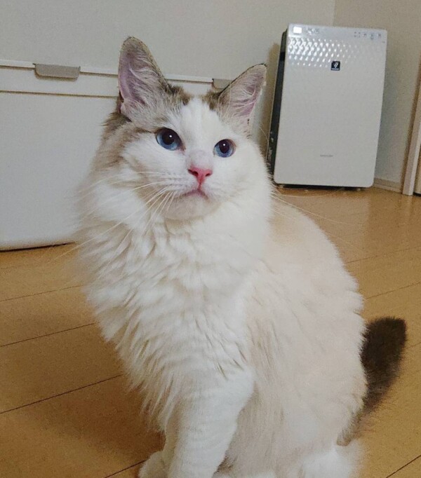 2022年７月21日生まれラグドール☆販売終了